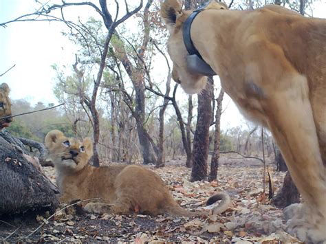 Top 41 imagen elección de pareja de los leones Abzlocal mx