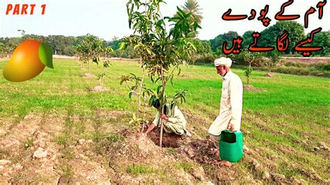 Mango Farming Part High Density Mango Plantation In Our Village L