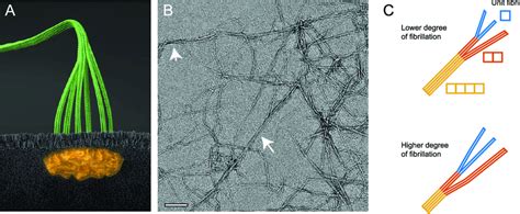 Illustration Of Cellulose Nanofibers Cnfs A Six Proteins Arranged