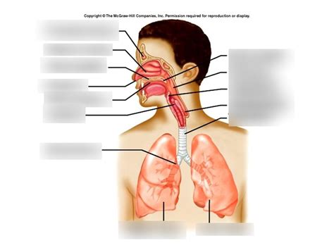 Respiratory System Diagram Diagram Quizlet