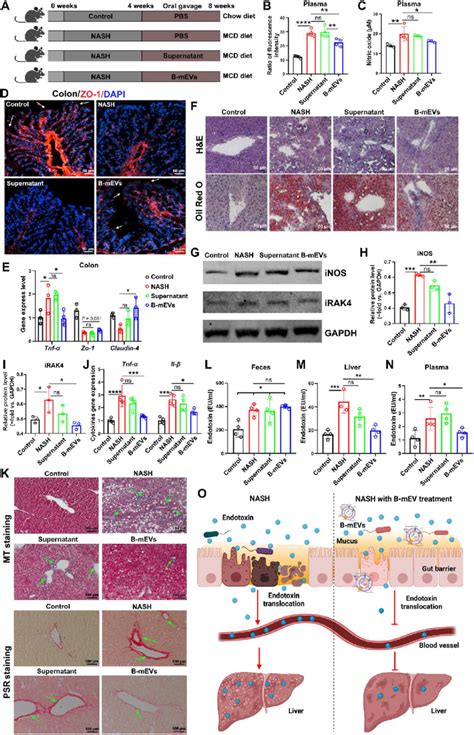 Bovine Milk Derived Extracellular Vesicles B MEVs Repair Intestinal