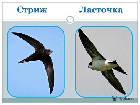 Стрижи и ласточки отличия и сходство фото и описание