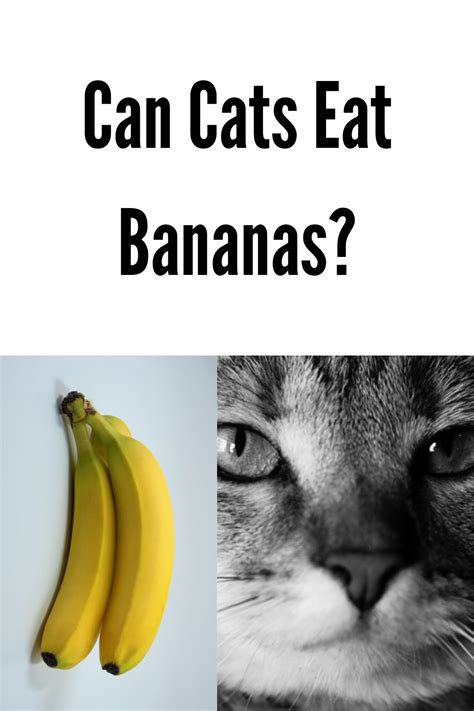 Can Cats Eat Bananas Cats Cat Life Canning