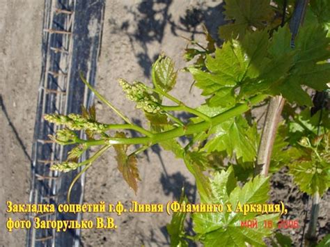 Описание сорта винограда Ливия
