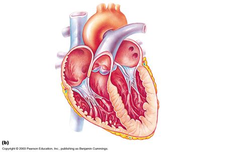 Interior Diagram of Heart Diagram | Quizlet