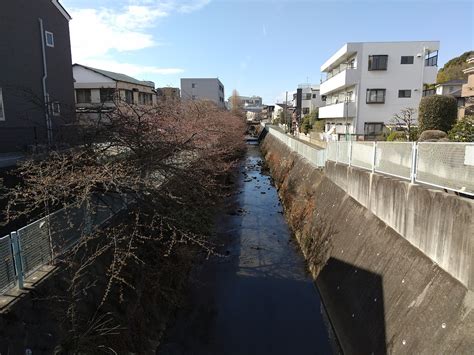 【川崎市多摩区】五反田川に薄紅色の可愛らしい「河津桜」が咲き始めました。週末のお散歩にいかがでしょう。 号外net 川崎市多摩区