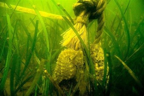 Submerged Aquatic Vegetation A Habitat Worth Sav Ing Noaa Fisheries