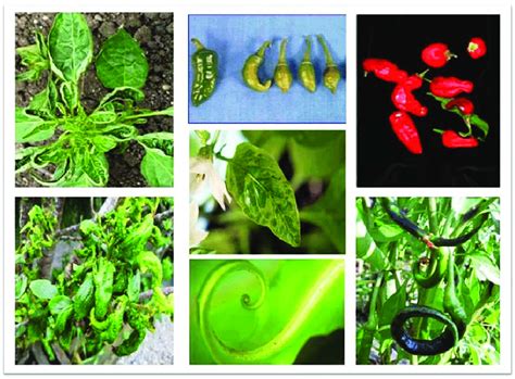 Symptoms Of Leaf Curl Disease Affected Chilli Plants Download Scientific Diagram