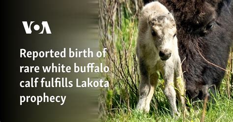 Reported birth of rare white buffalo calf fulfills Lakota prophecy