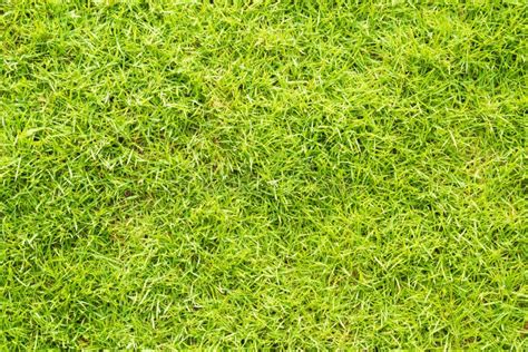 Green Grass Texture Background For Spring Or Summer Stock Image Image Of Background Grassland