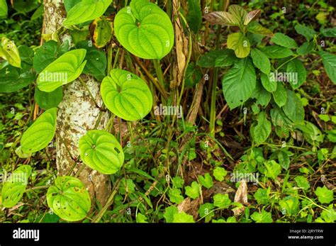 Climber Plants Are Weak Stemmed Plants That Derive Support From Tall