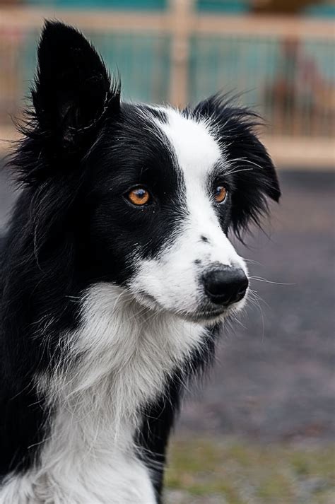 Son Collie Liso Los Perros Mas Inteligentes