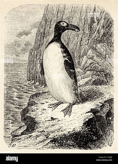 Great Auk Extinct Hi Res Stock Photography And Images Alamy