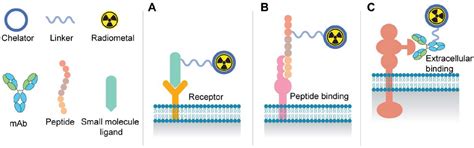 Figure From Actinium Targeted Alpha Particle Therapy For Prostate