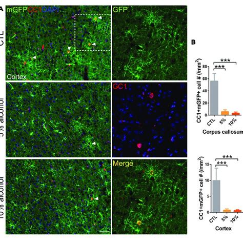 Mature OLs Generation Is Reduced By Alcohol Drinking In Adult Mice