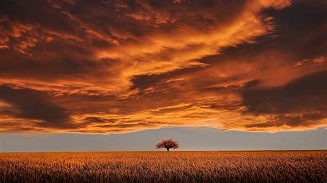 Brown Leafed Tree On Open Field Wallpaper Hd Nature K Wallpapers