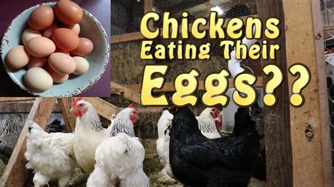 How We Stop Our Chickens From Eating Their Eggs Youtube