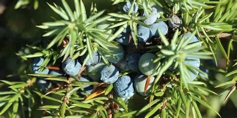 When To Plant Juniper - Own The Garden