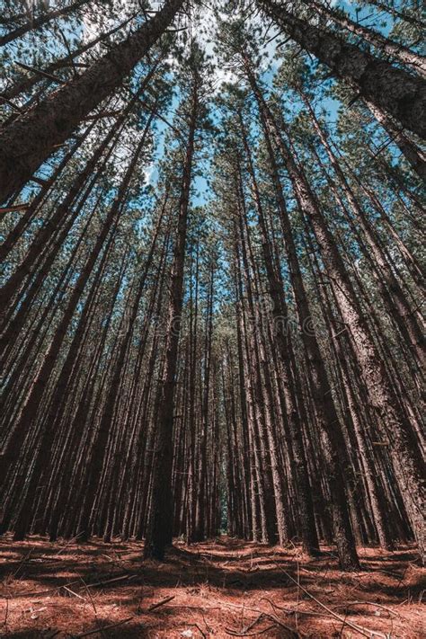 Long Shot Of A Forest Filled With Tall Pine Trees Stock Photo Image