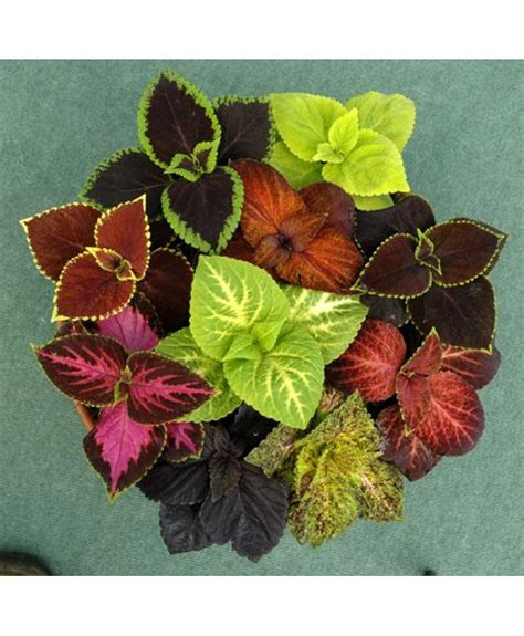 Coleus Rainbow Mixed Seeds Online In Patiala Plantsman S