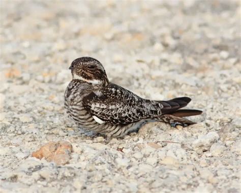 Common Nighthawk Zoopedia Wiki Fandom