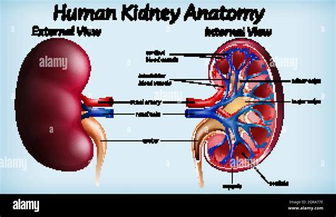 Human kidney anatomy diagram Stock Vector Image & Art - Alamy