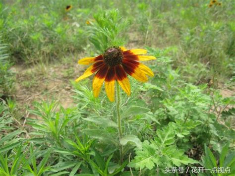 農村常見的野草野花，你還記得名字和用途嗎 每日頭條