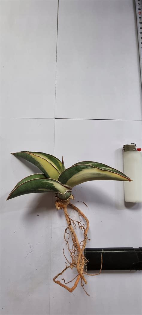 Sansewieria Sansevieria Robusta Variegata White 13812381896 Allegro Pl