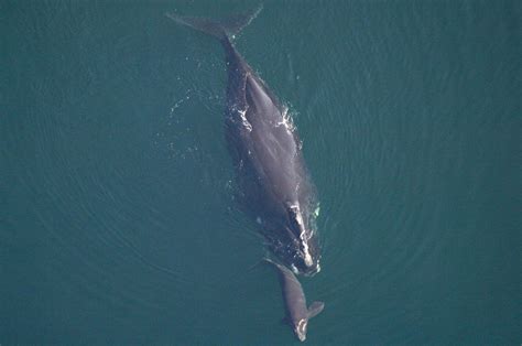 Right Whale, decline due to overharvesting, slow population growth and ...