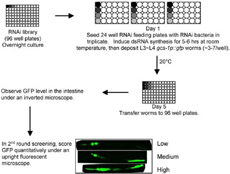 RNAi screening overview. After overnight culture, RNAi bacteria were ...