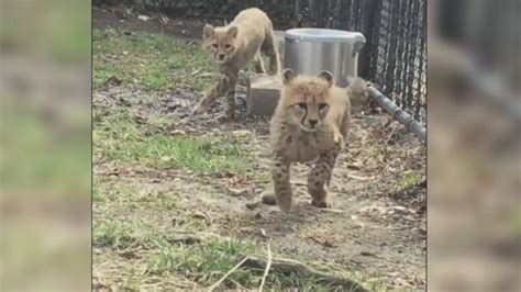 Video Cheetah cubs explore new surroundings - ABC News