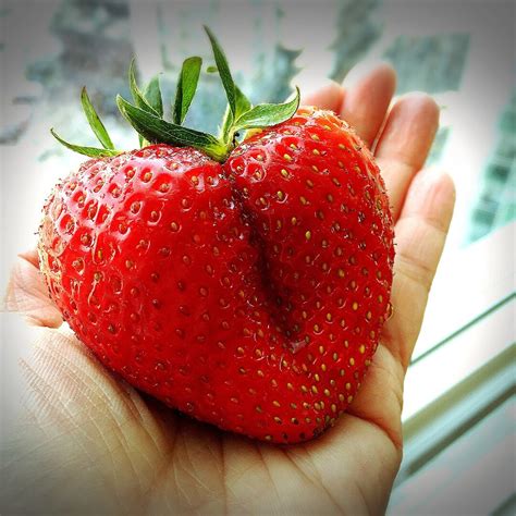 15 Giant Strawberry Fragaria Spp June Bearing Huge Red Berry Fruit