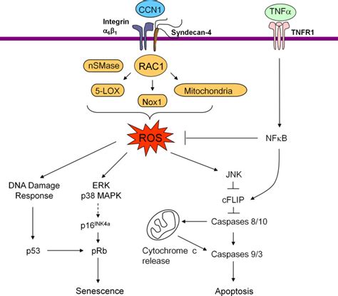 CCN1 CYR61 The Very Model Of A Modern Matricellular Protein PMC