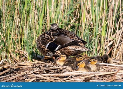 Mallard Ducklings Sleeping On A Nest Of Reeds With Mother Duck Keeping A Watchful Eye Stock