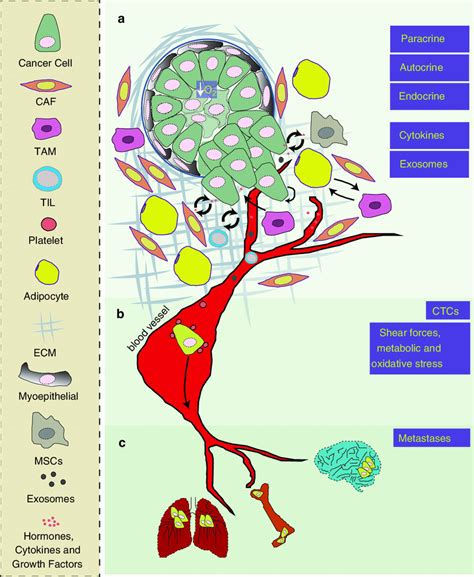 1 Interactions Of Breast Cancer Cells With Stromal Cells And Molecular