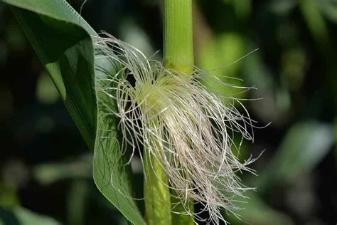 Aprender Acerca 99 Imagen Para Que Es El Te De Pelos De Elote