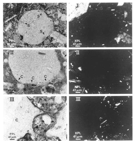 Micromorphology Images XPL Cross Polarized Light PPL