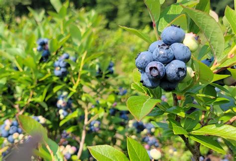 Clement Blueberry Farm