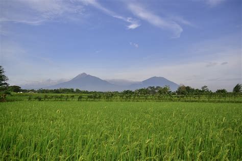 Info Spesial Foto Sawah Pedesaan, Desain Rumah