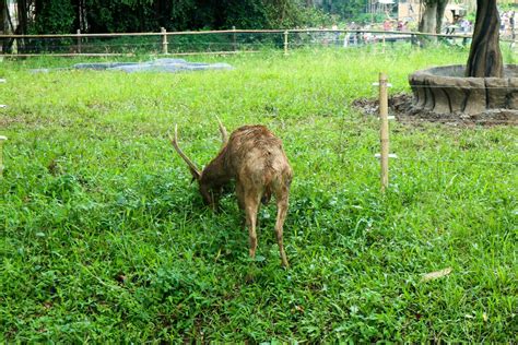 Deer Eating Grass Stock Photos, Images and Backgrounds for Free Download