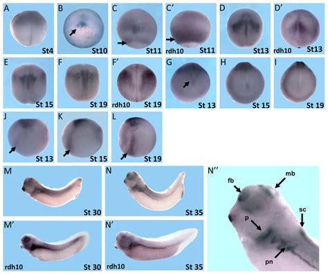 Spatial Expression Pattern Of Dhrs Whole Mount In Situ Hybridization