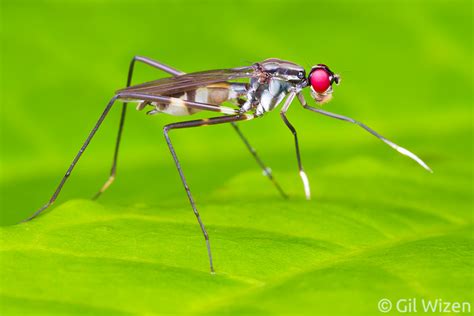 Order Diptera Flies And Mosquitoes Gil Wizen