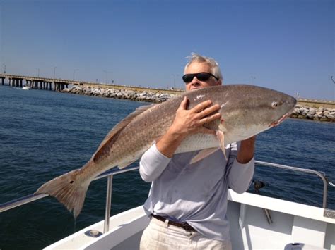 Drum Fishing Is Still Hot Captain Hoggs Charter Service