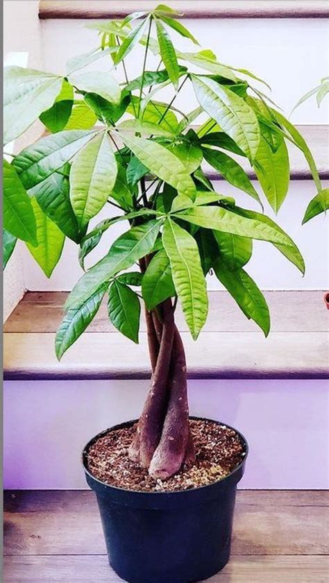 Tall Money Tree Plant