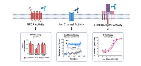 Functional Assays For Lead Candidates