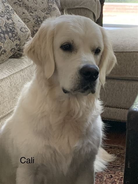 Cali Blues City Golden Retrievers