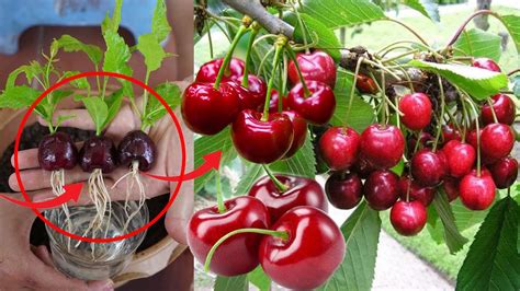 How To Grow Cherry Plant At Home Fast And Easy Youtube