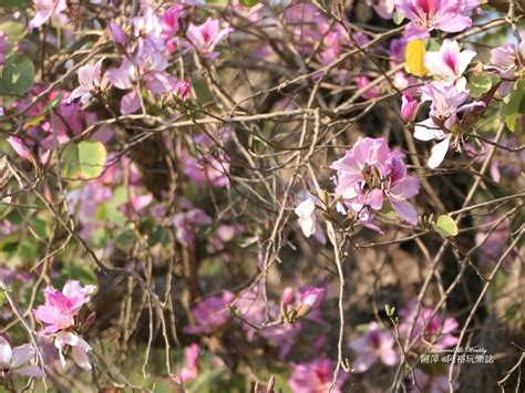 【台南佳里景點】》「蕭壠文化園區」免門票推薦結合藝術展覽與親子旅遊玩賞殿堂旅遊walkerland窩客島