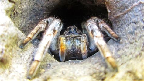 Тарантул роет нору (Tarantula digs a hole) - YouTube
