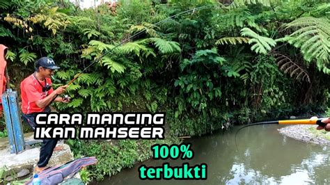 Cara Mancing Ikan Mahseer Dan Melem Jamin Gacor YouTube